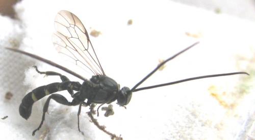 Metopius sp.